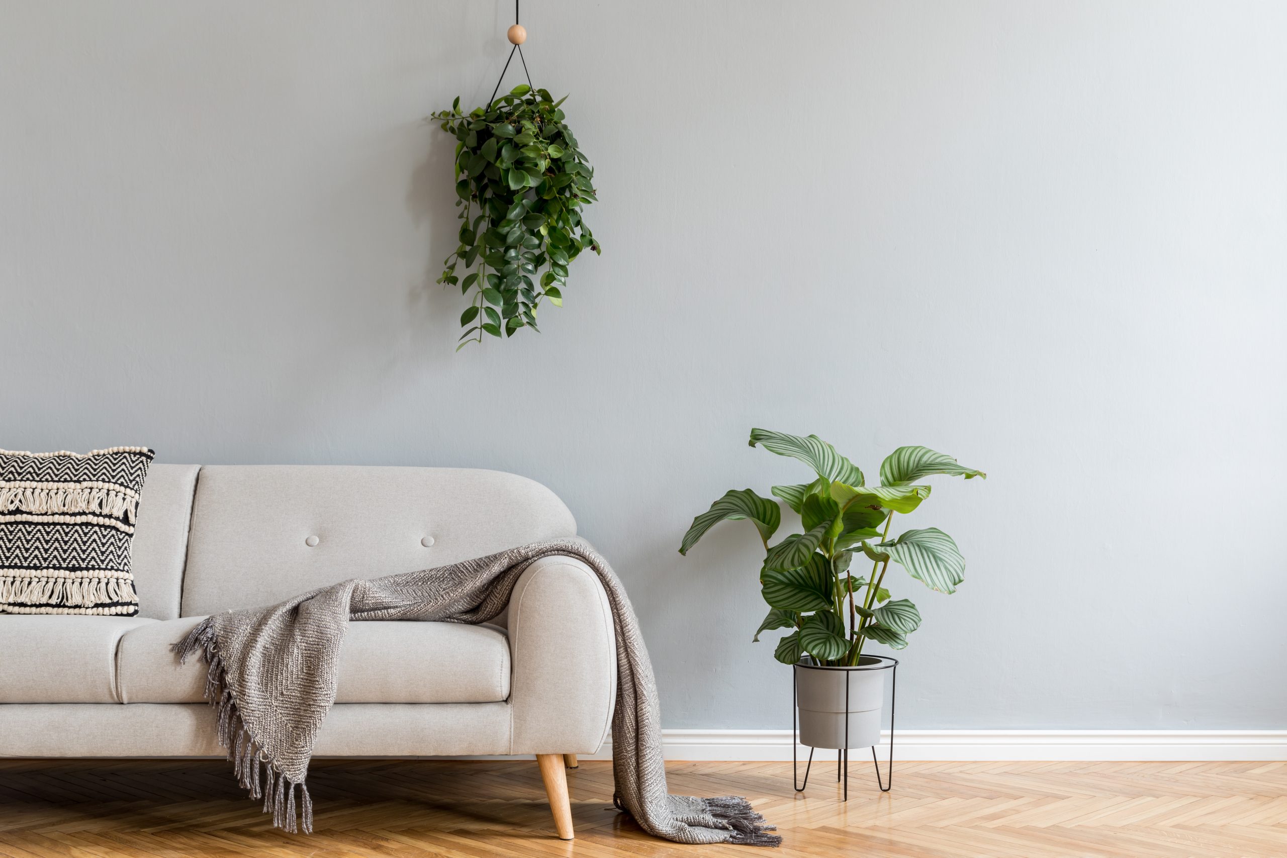 Minimalistic home interior with grey  design sofa,  tropical pla